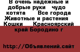 В очень надежные и добрые руки - чудо - котята!!! - Все города Животные и растения » Кошки   . Красноярский край,Бородино г.